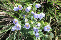 Exacum atropurpureum